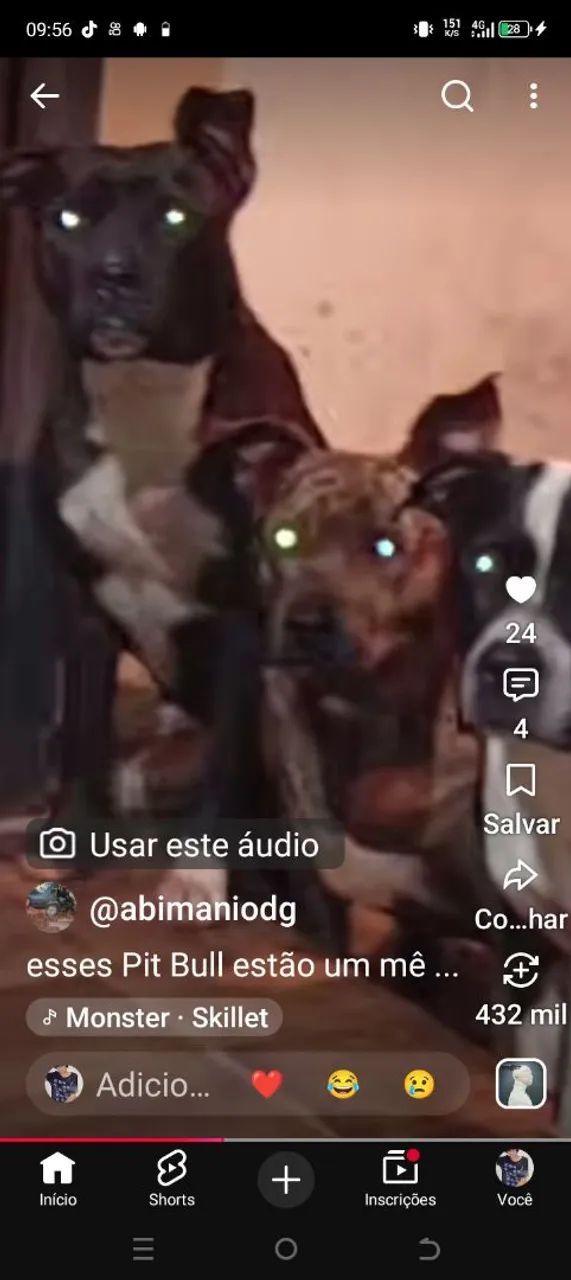 Filhotes de Pit Bull  - Foto 4