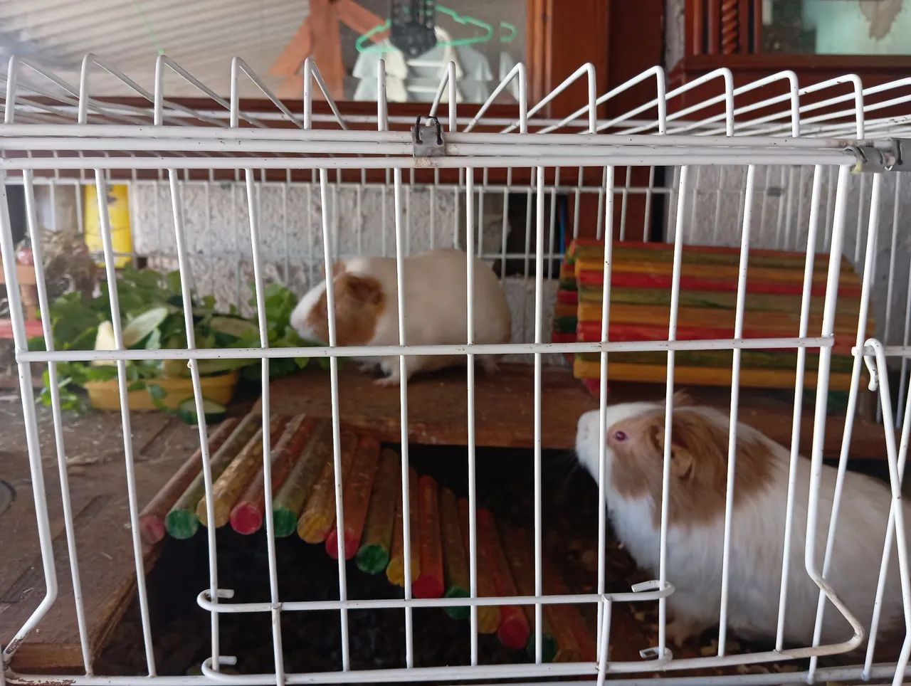 Vendo Porquinhas da índia com cercado e acessórios  - Foto 5