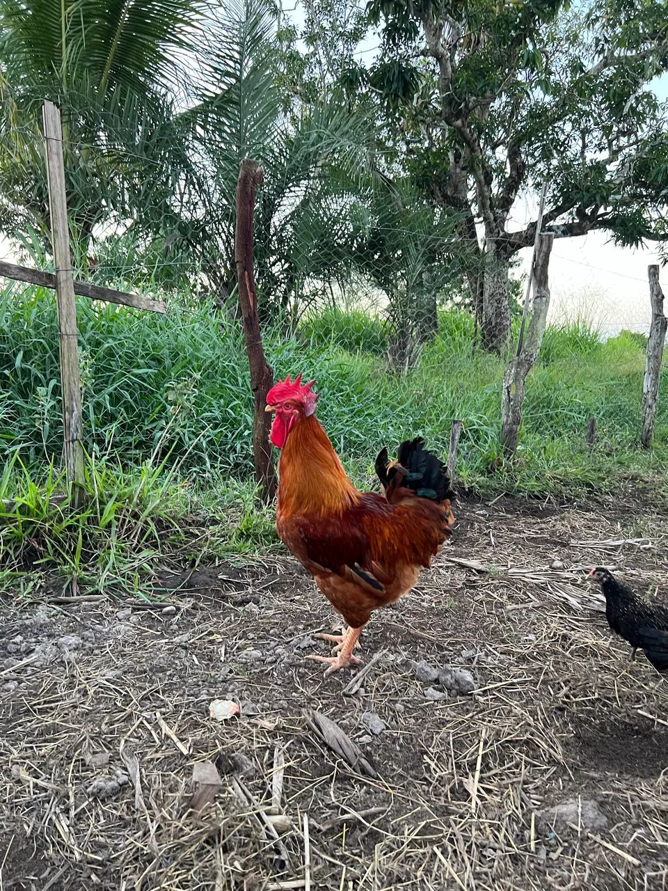 Frango caipira com 6 meses de idade  - Foto 2