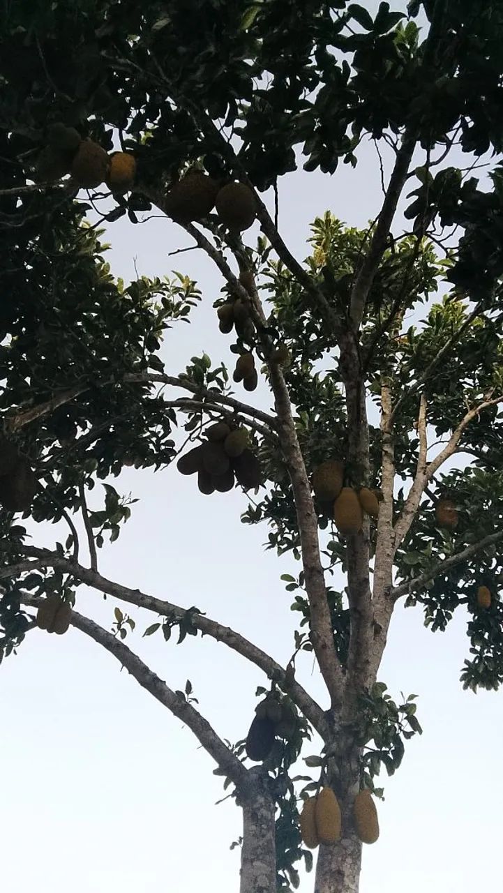 Vendo propriedade no povoado tombo  - Foto 9