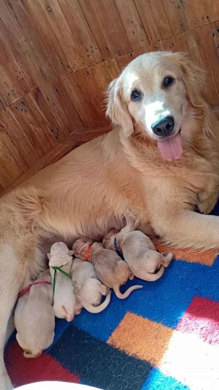 Golden Retriever