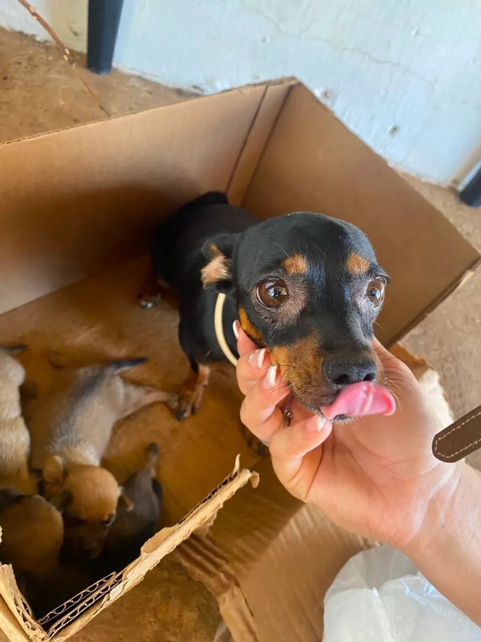 Pinscher  - Foto 2
