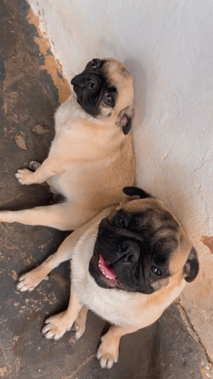 Casal de pug 