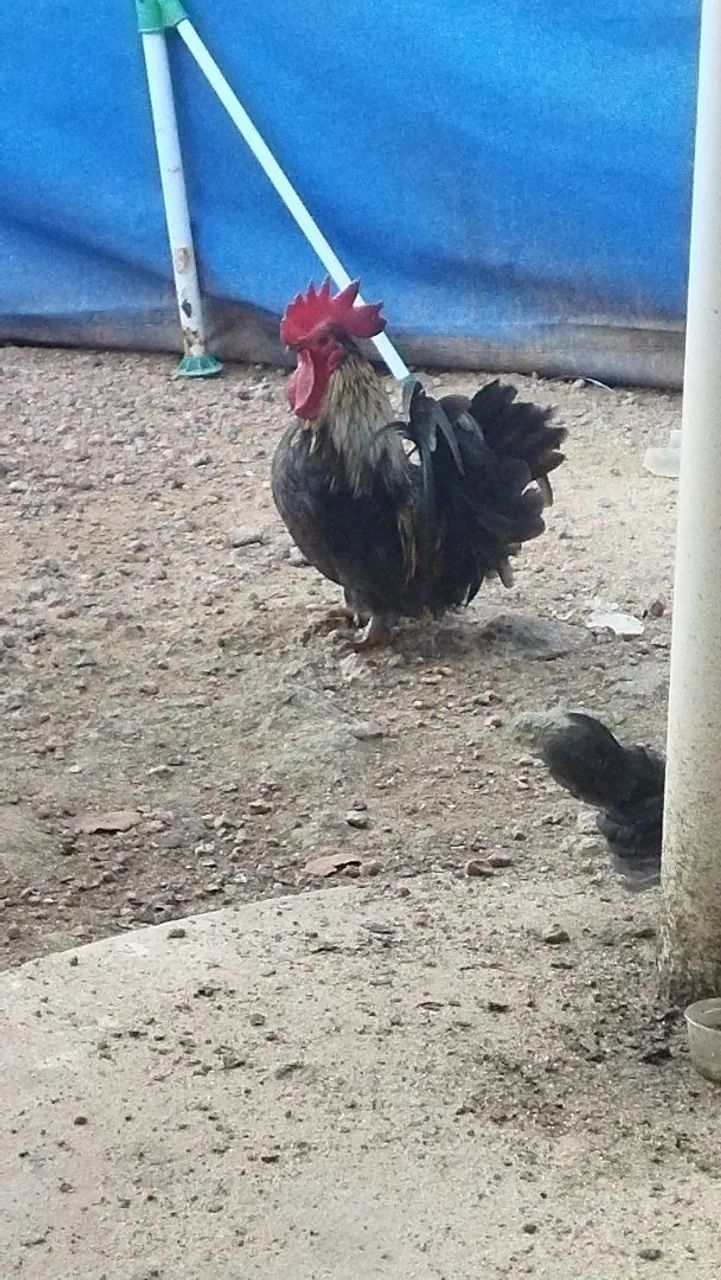 Frango Nagasaki  - Foto 2