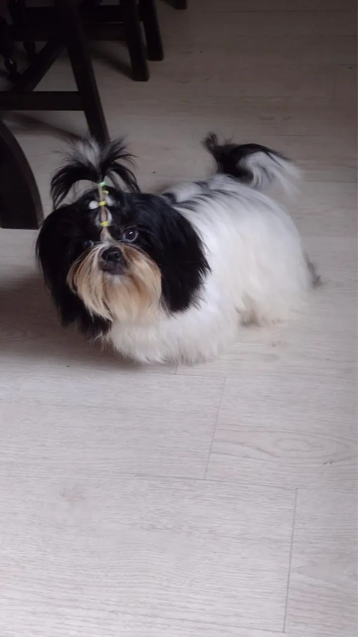Shih Tzu - Foto 3