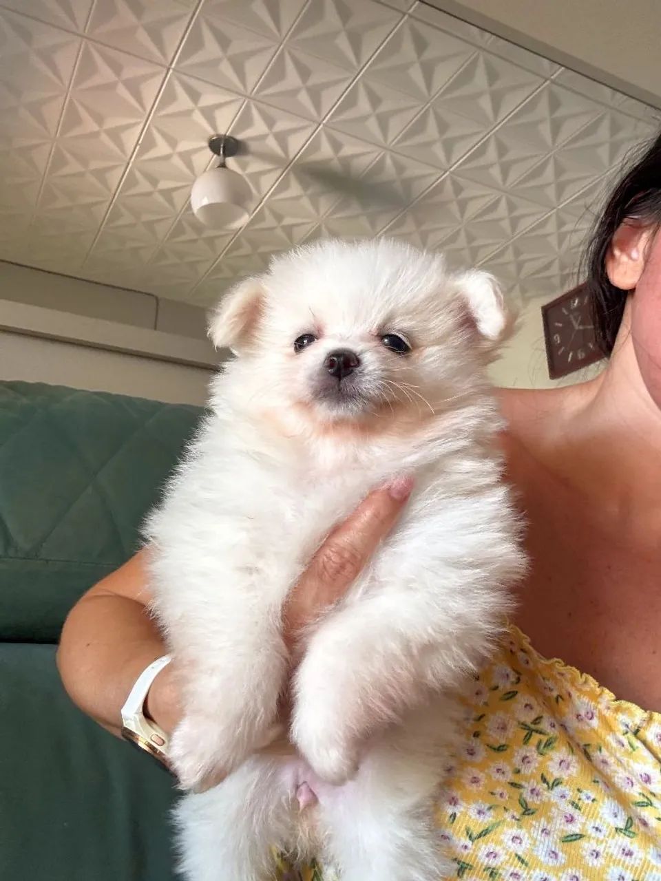 Spitz alemão  - Foto 2