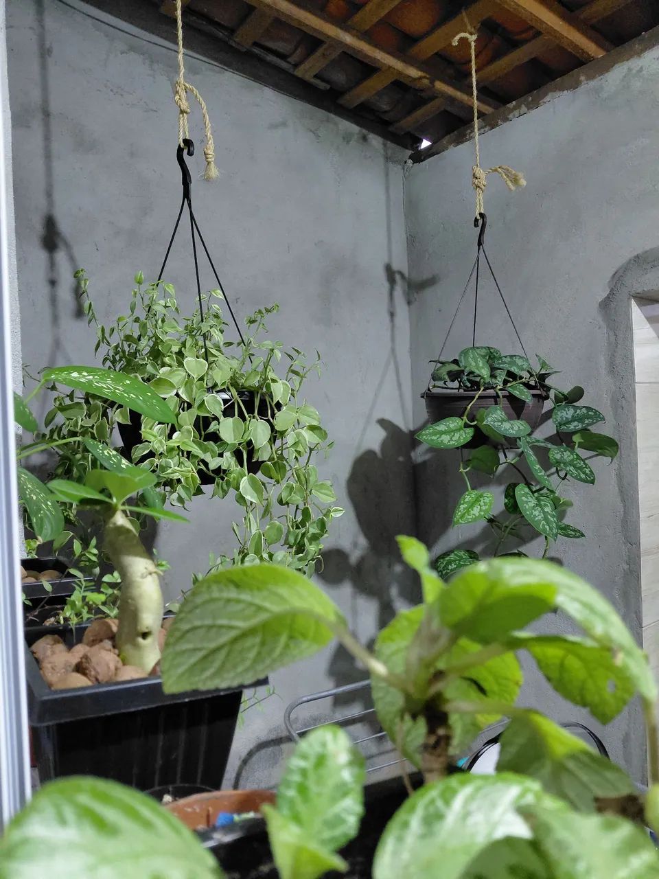 Variedade em plantas - Foto 3