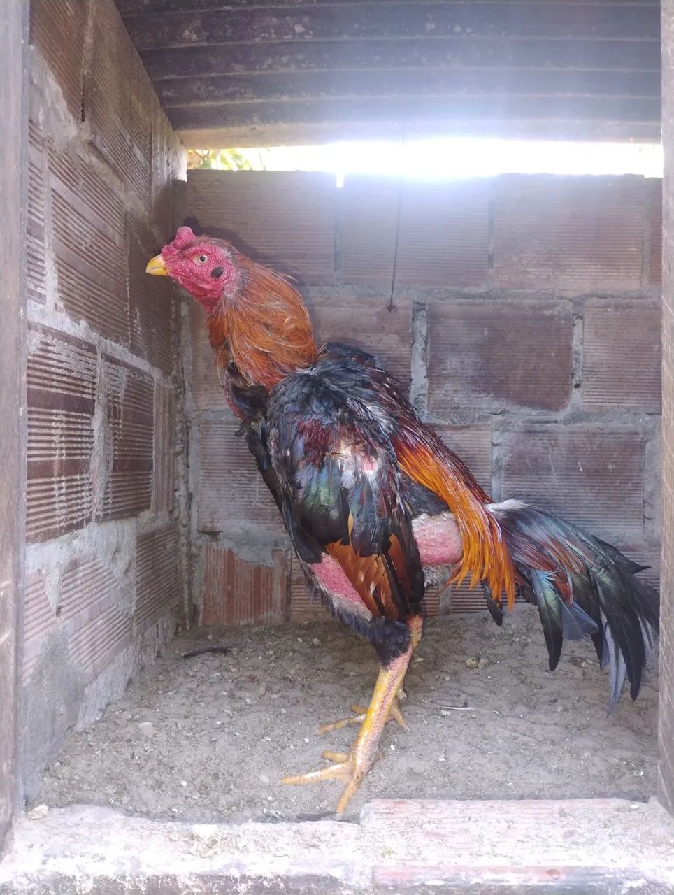 Frango mura
