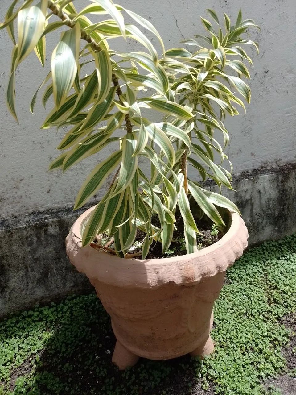 Planta com jarro 