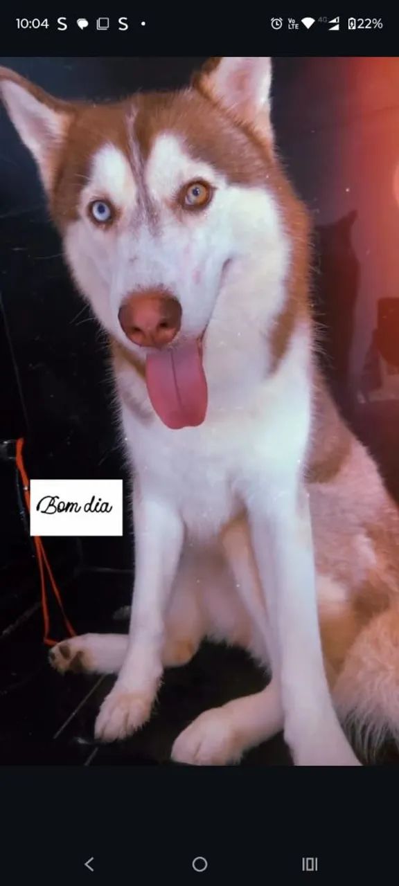 Vendo husky siberiano  - Foto 6