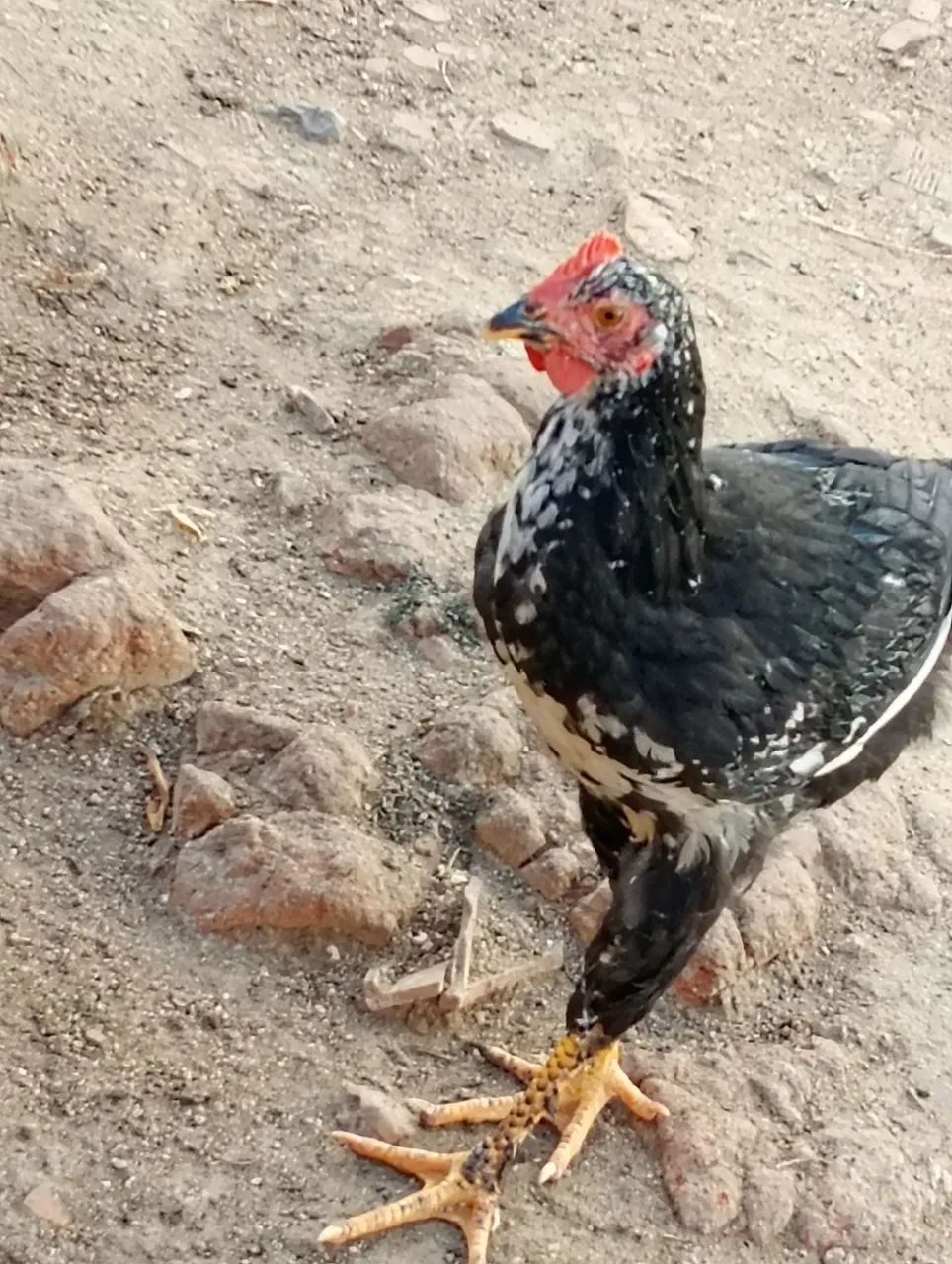 Galinha balão ? - Foto 2