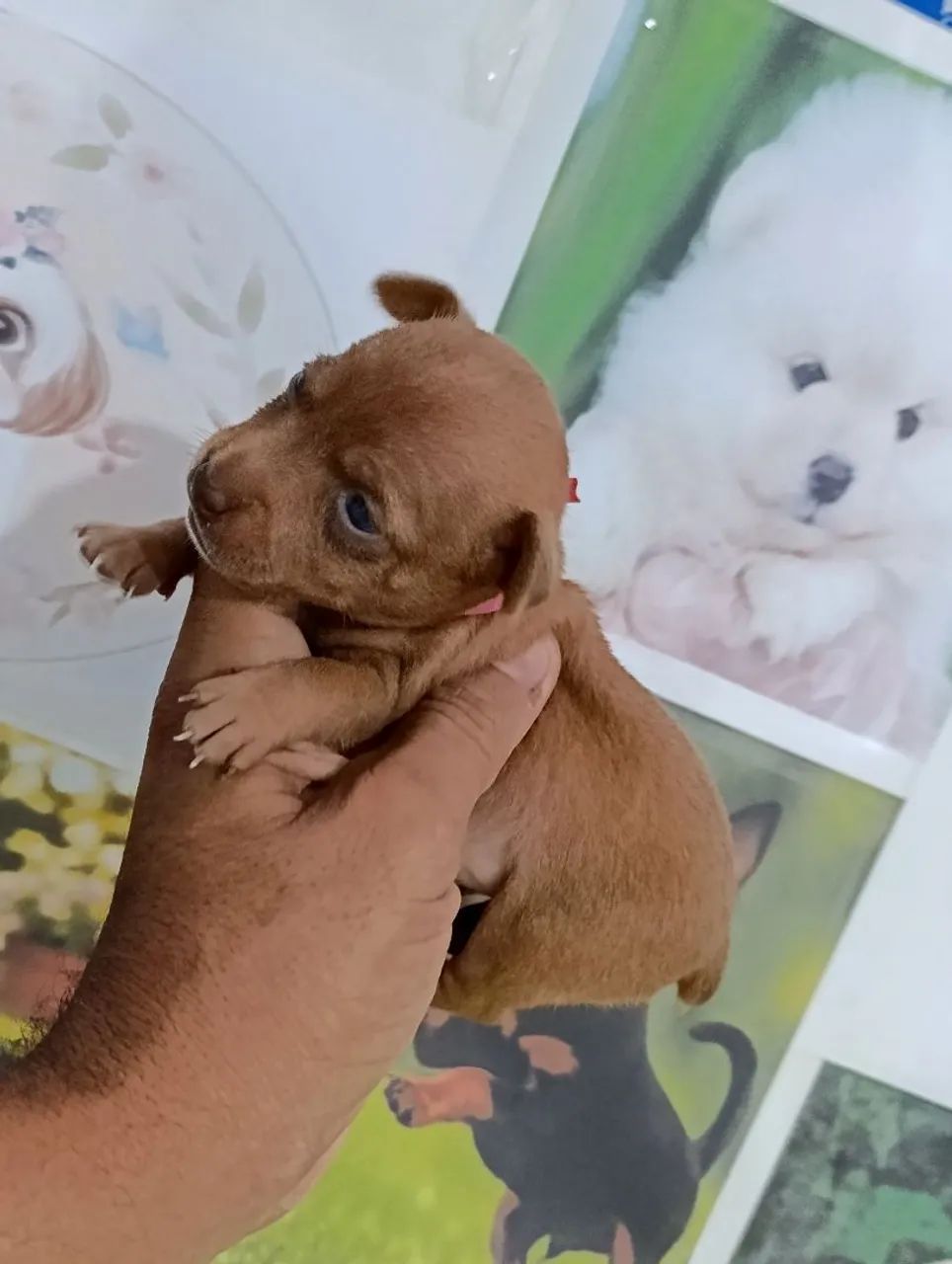 Pinscher miniaturas - Foto 2