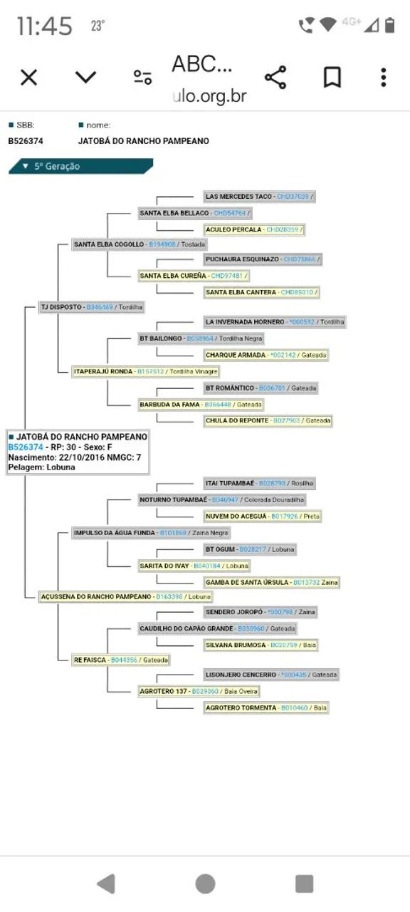 Éguas crioulas prenhas  - Foto 4
