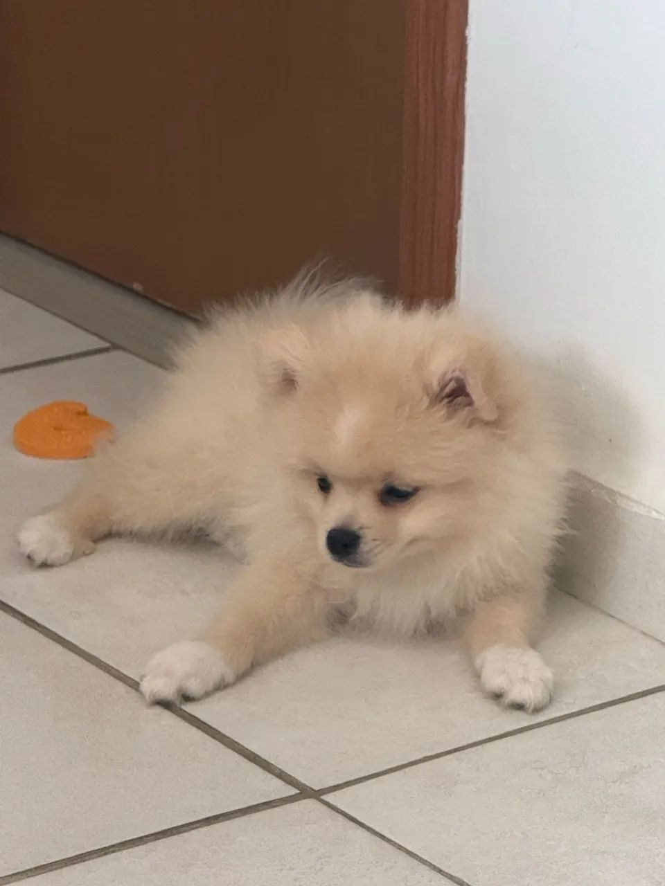 FILHOTES DE SPITZ ALEMÃO - Foto 2