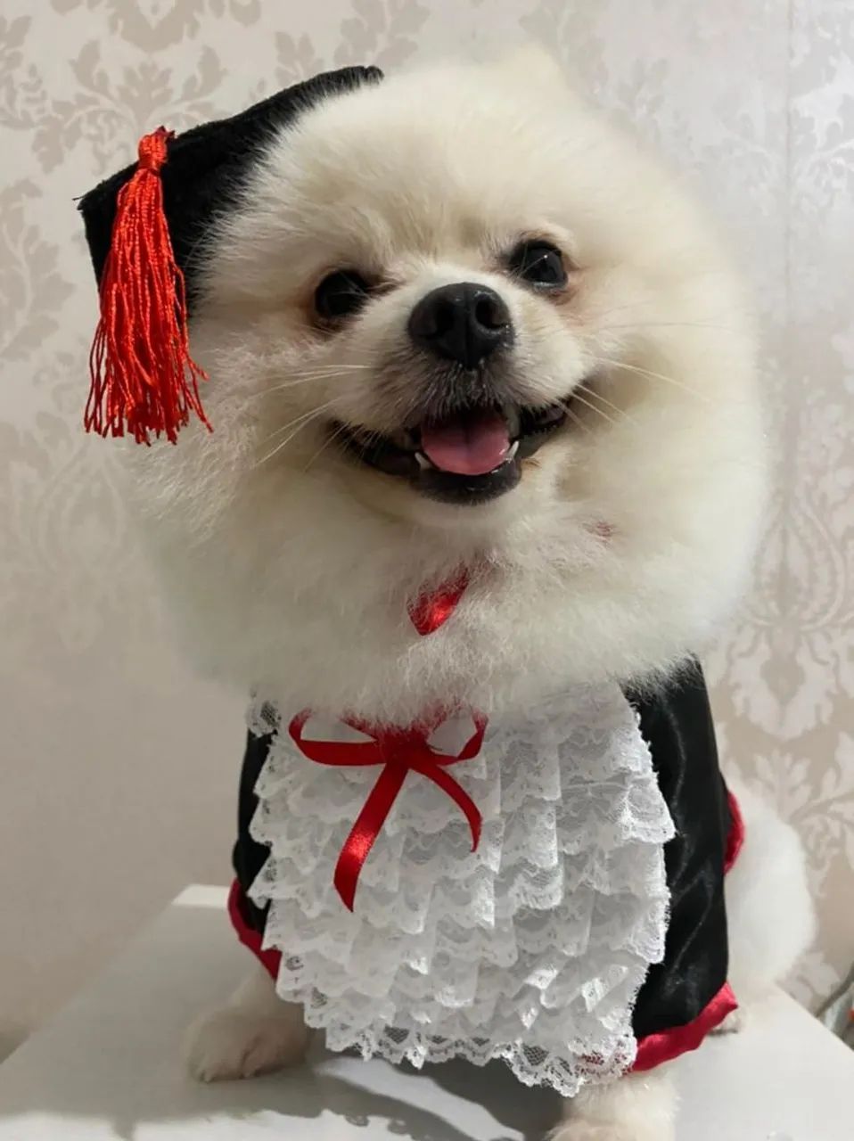 Roupa pet para casamento  - Foto 2