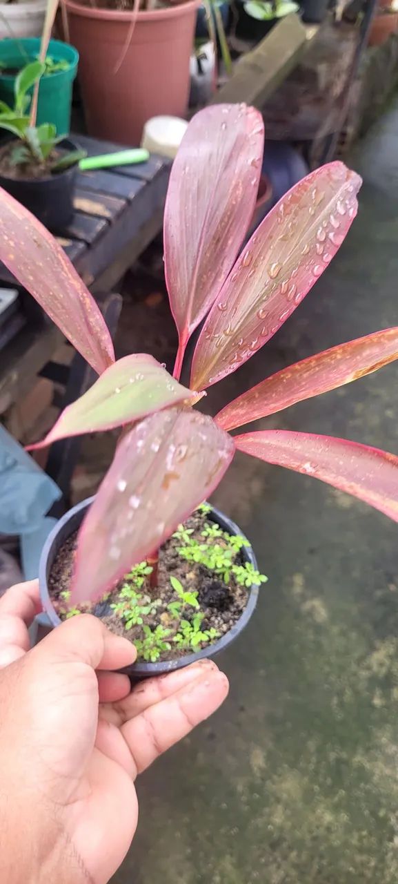 Lindas mudas de plantas  - Foto 2
