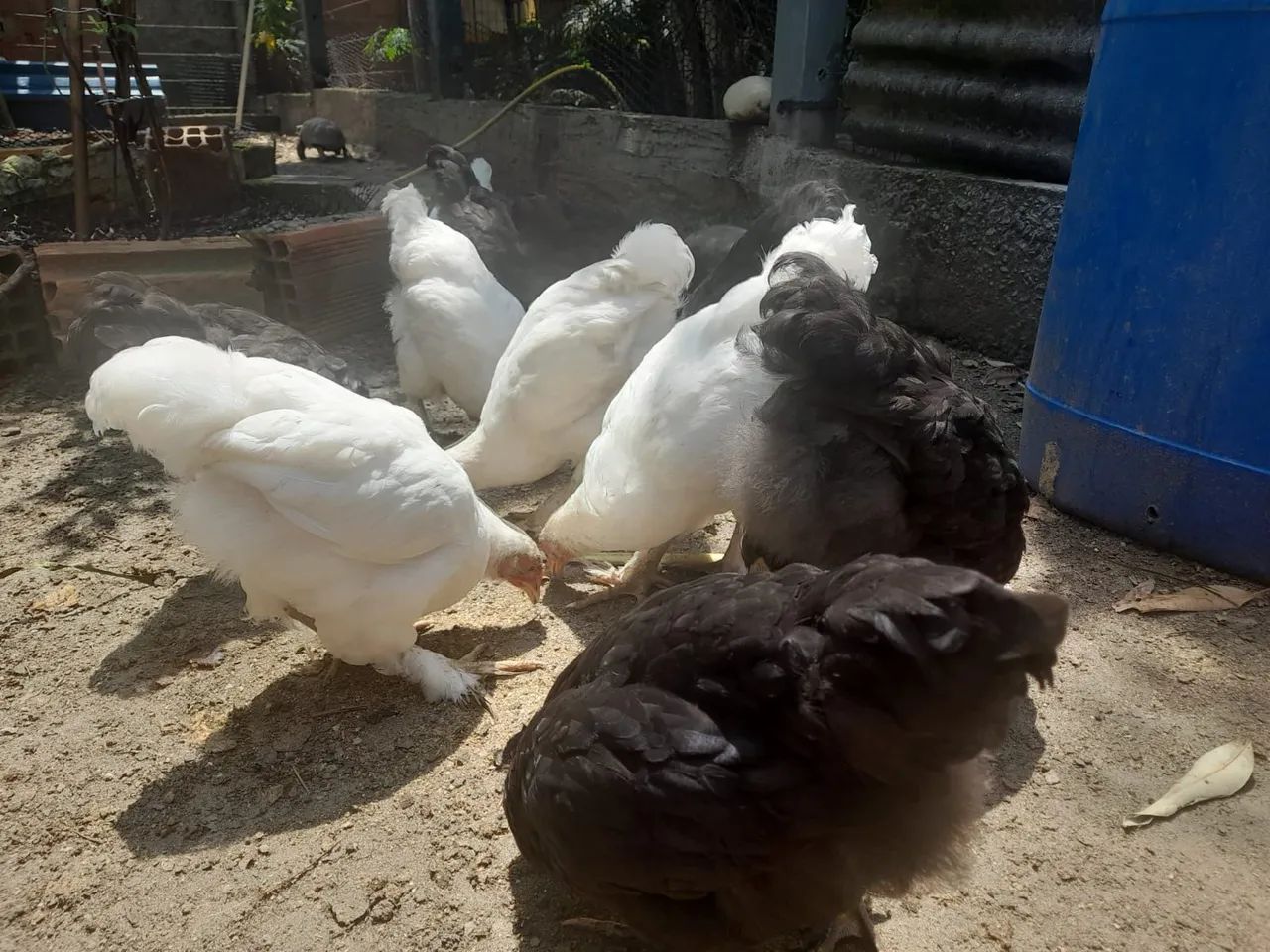 Frangos e frangas raças Brahma e carijó 