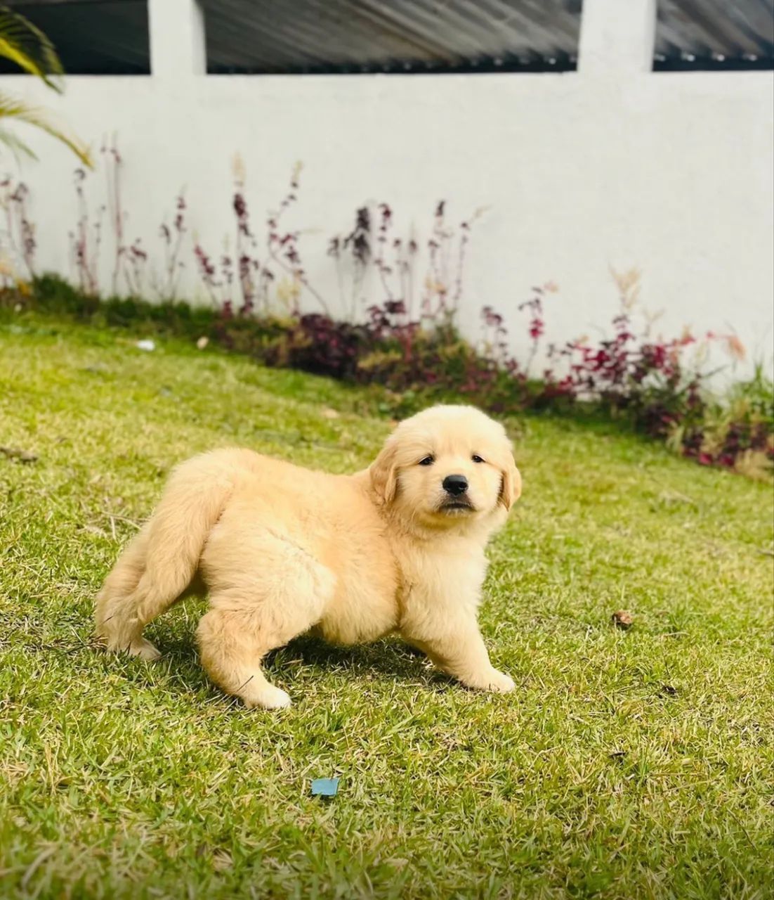 Golden retriever  - Foto 5