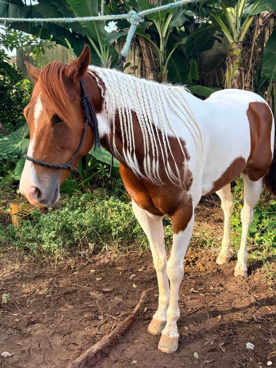 Égua Paint Horse   - Foto 3