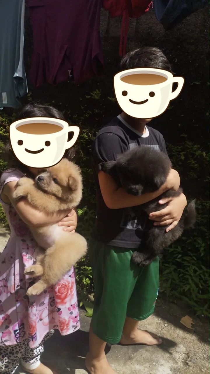 Chow chow 