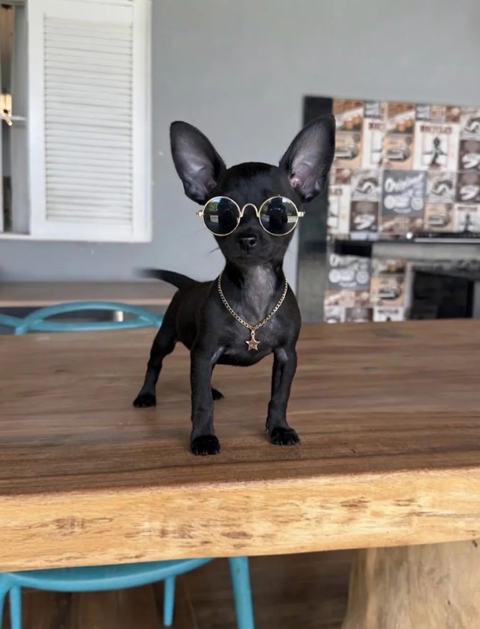 Bbs de pinscher 