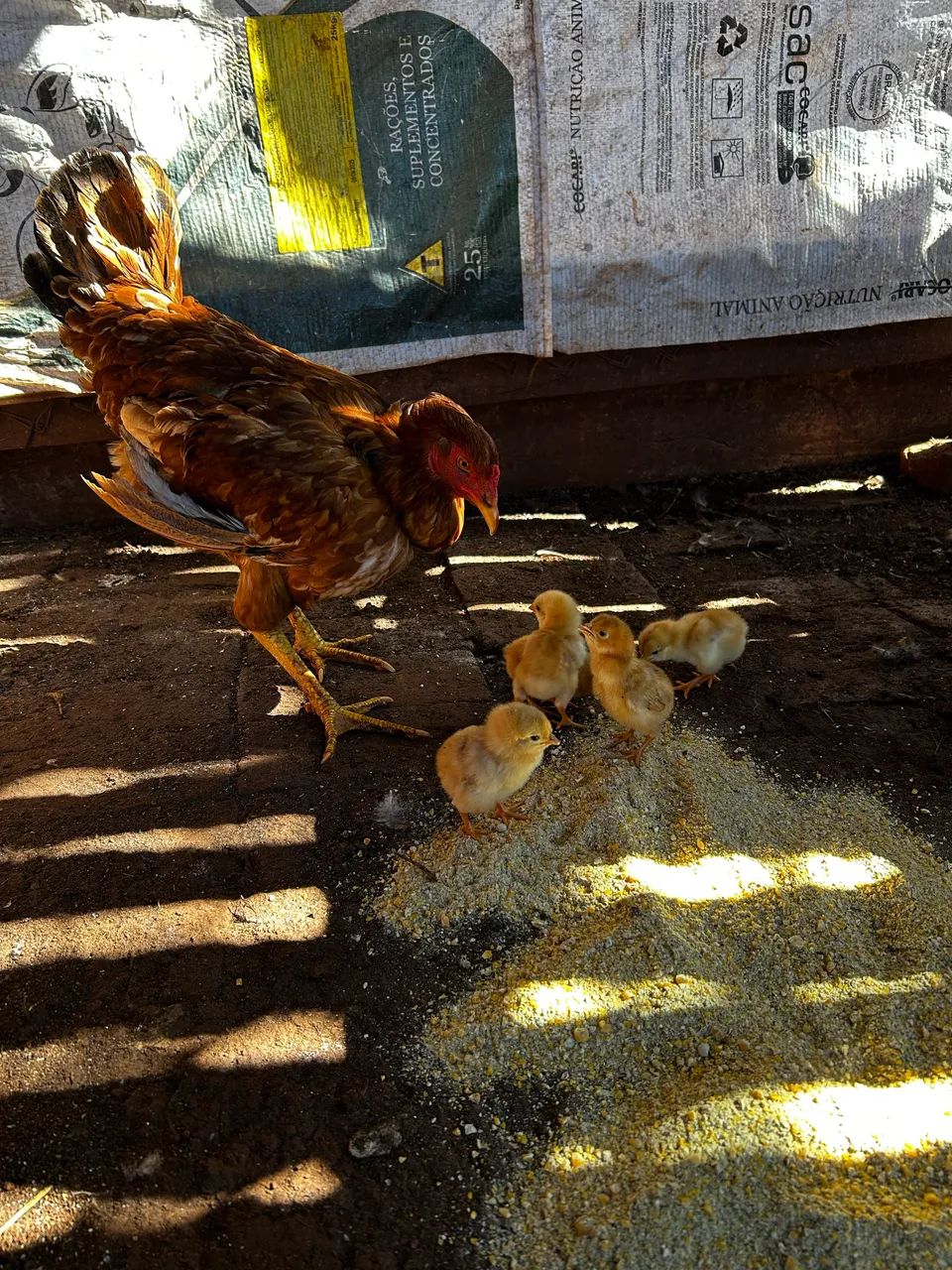 Galinha com 5 pintinhos  - Foto 2