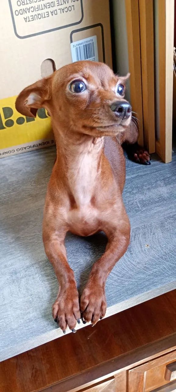 Pinscher fêmea 