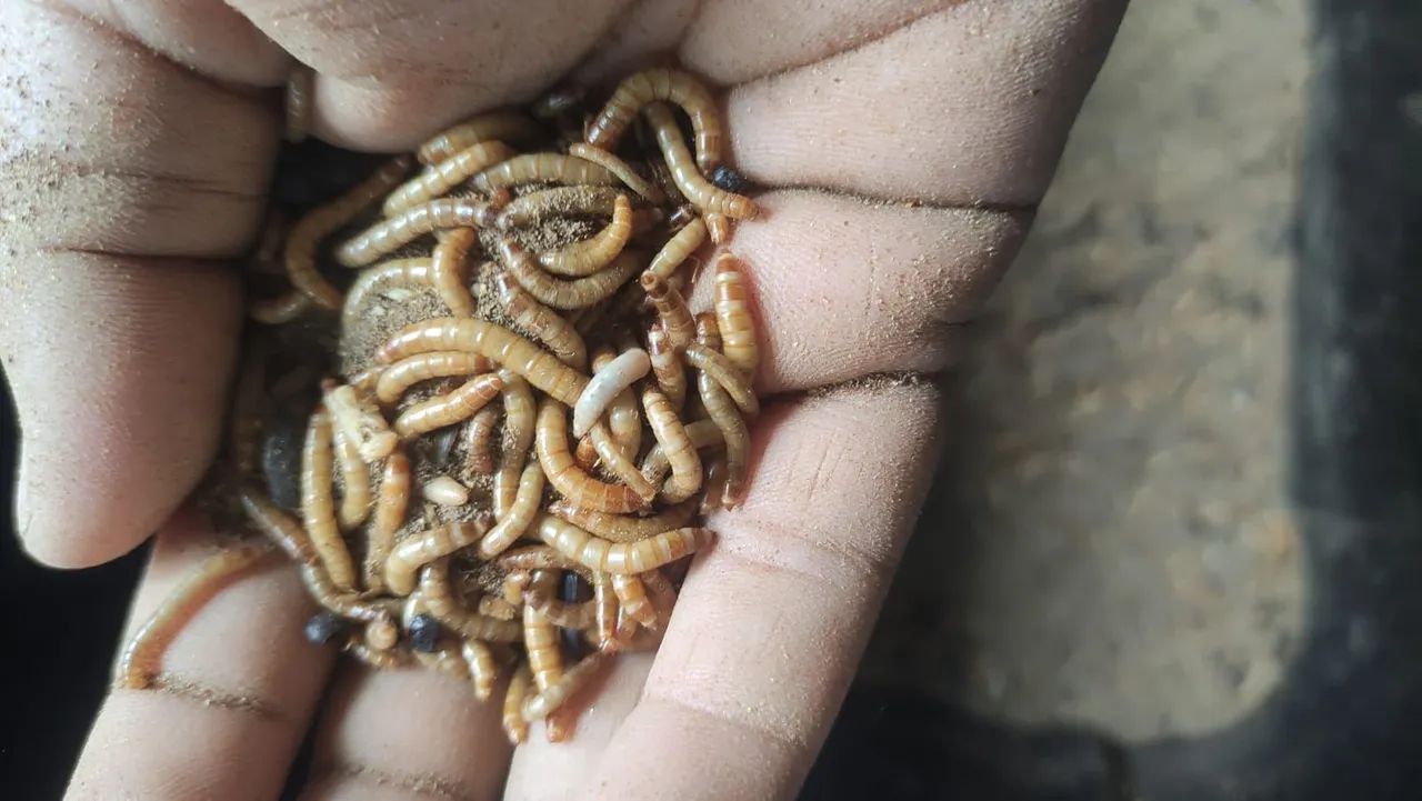 Iscas Para Peixe, e Alimento para Pássaros  - Foto 2