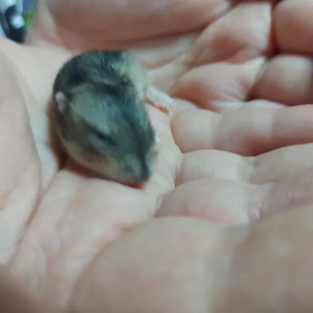 Hamster Russo Anão - Foto 4