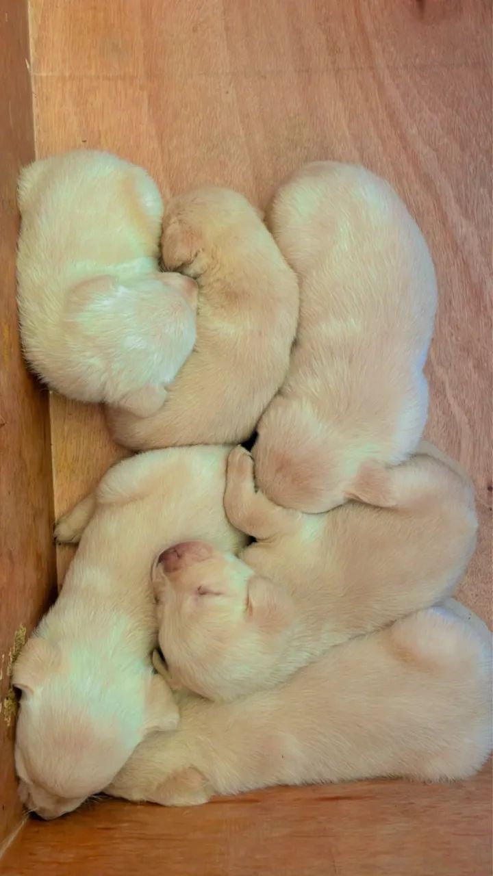 Filhote Labrador puro  - Foto 5