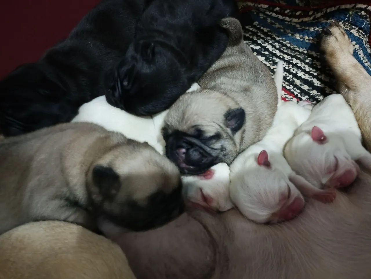 Bebês de Pug pra reserva  - Foto 3