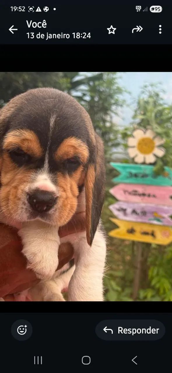 Beagle13 polegadas com pedigree - Foto 2