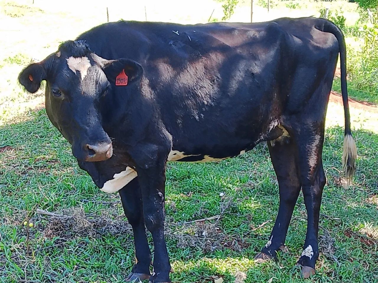 Lote de vacas - Foto 5