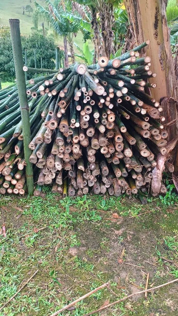 Vendo bambu verde 9mt comprimento  - Foto 2