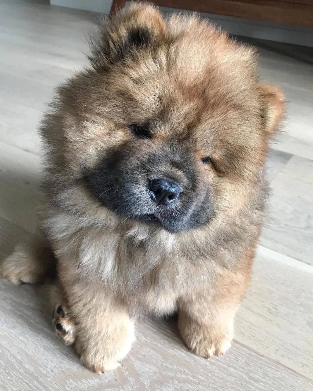 Chow chow lindo 