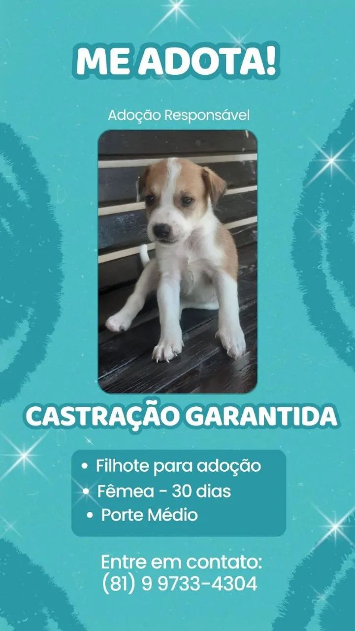 Adoção responsável  - Foto 2
