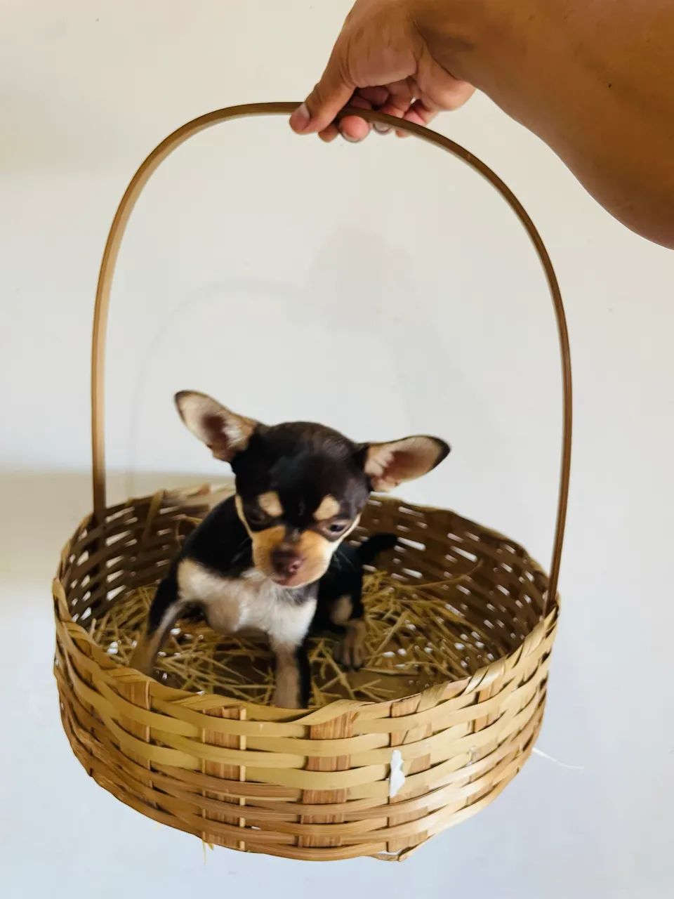 Chihuahua  - Foto 2