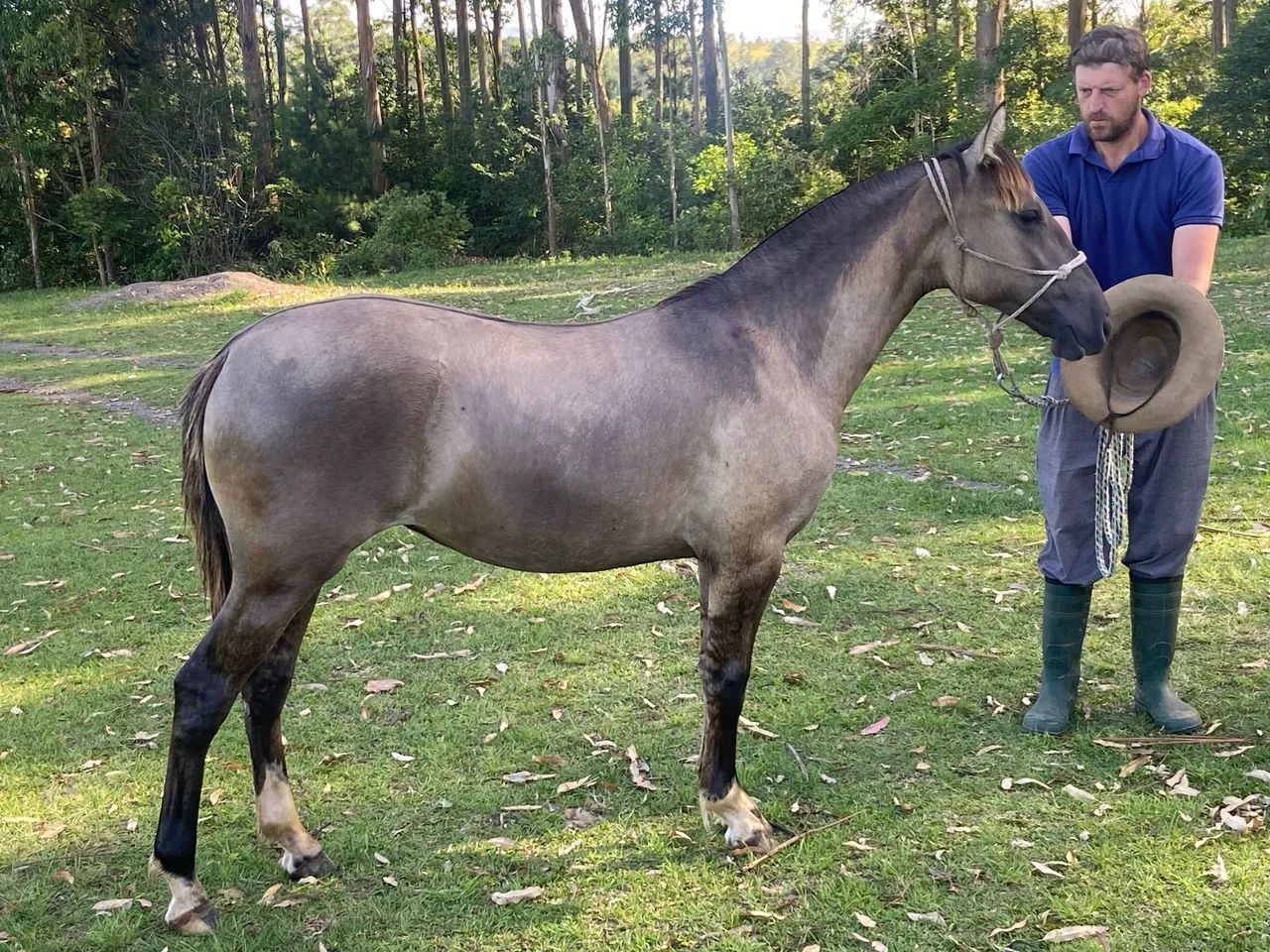 EGUA CRIOULA COM REGISTRO