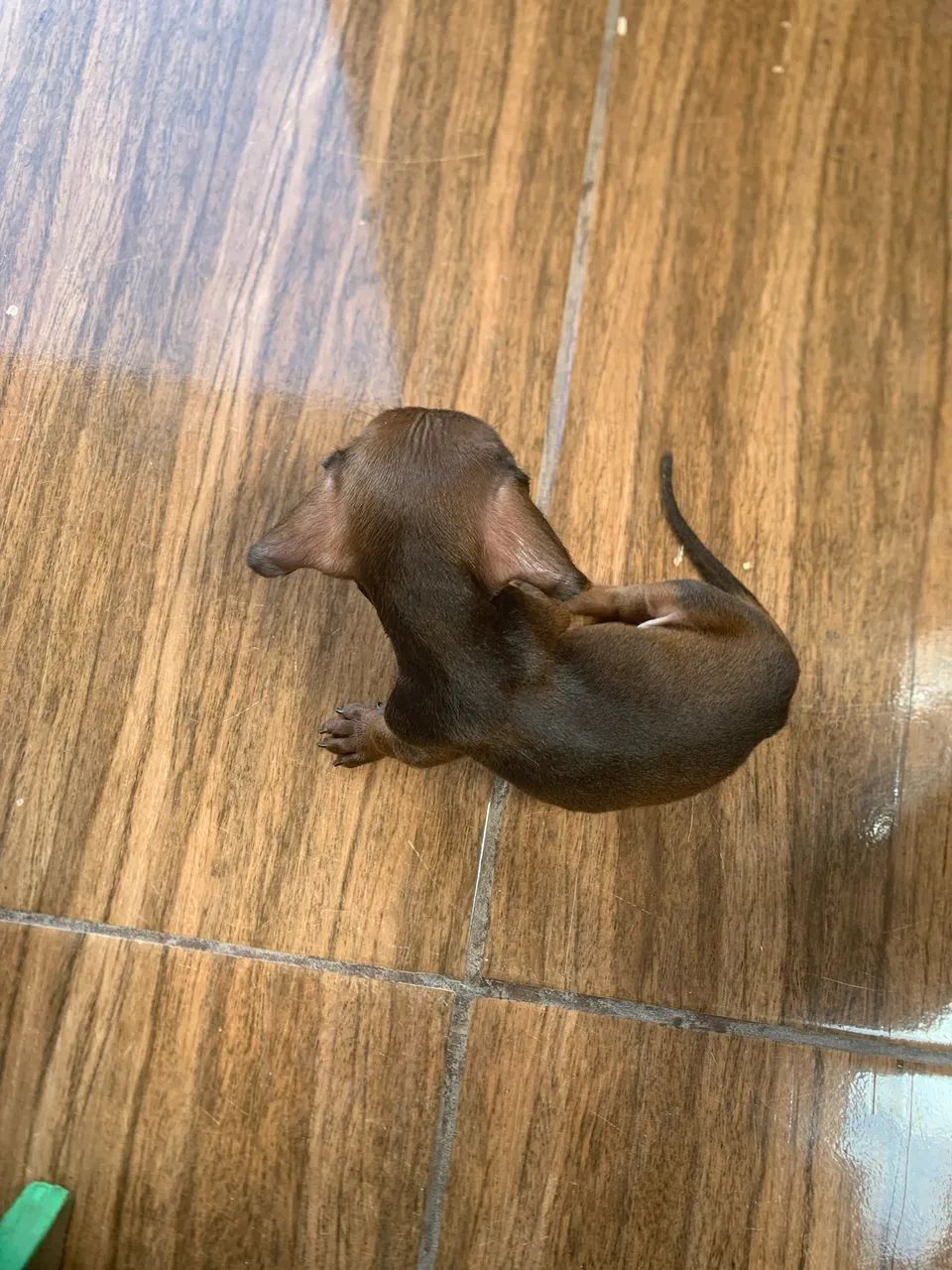 Vendo esse salsicha  - Foto 3