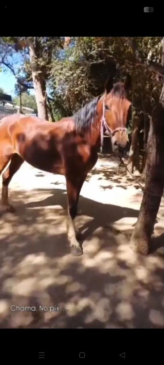 Vende se cavalo ? - Foto 2