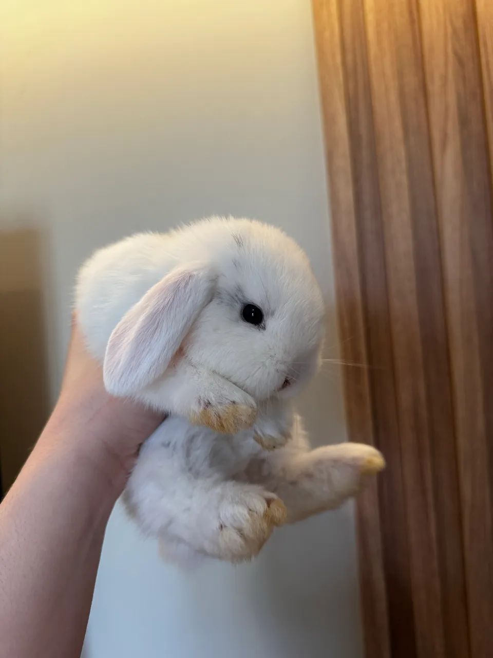 Filhotes de coelho Mini Lop - Foto 2