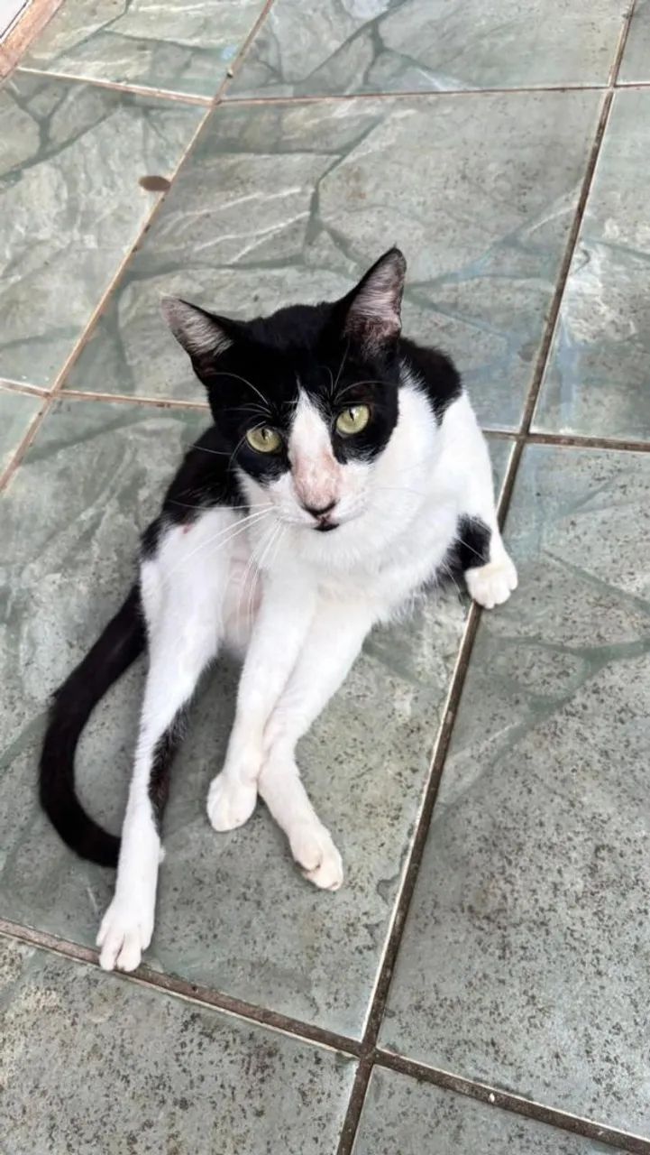 Gato castrado para adoção 