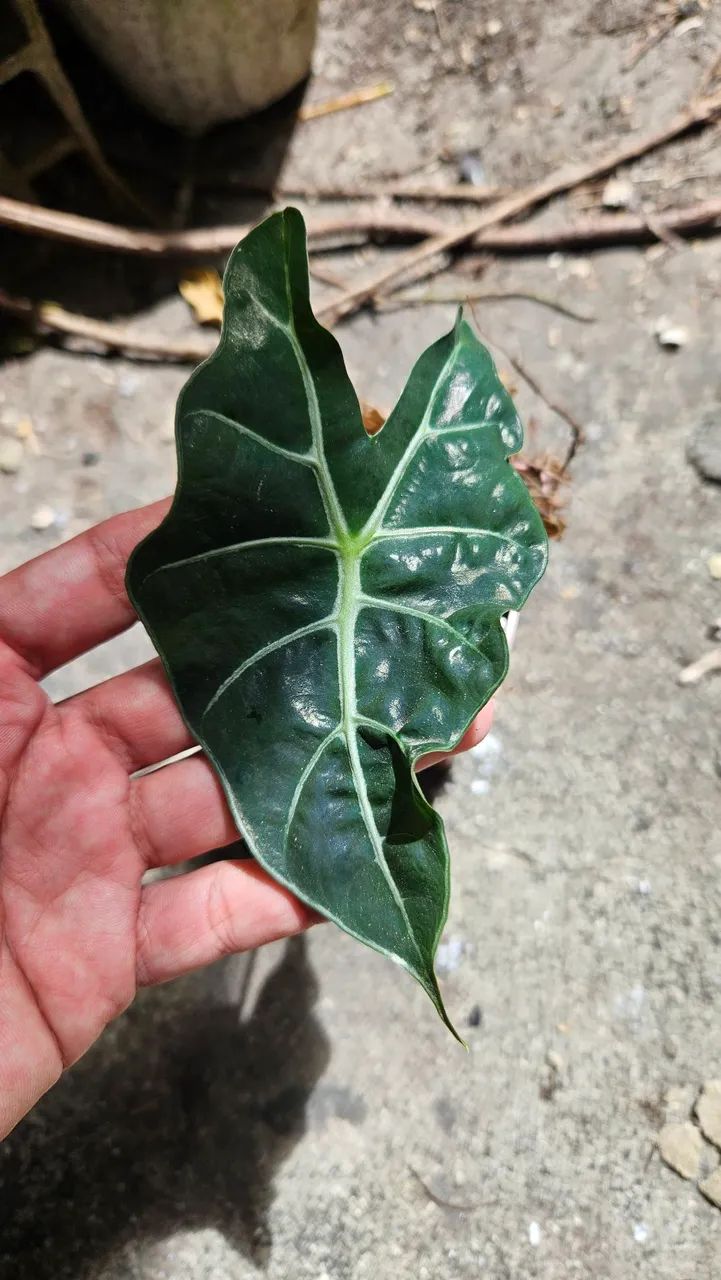 Suculentas