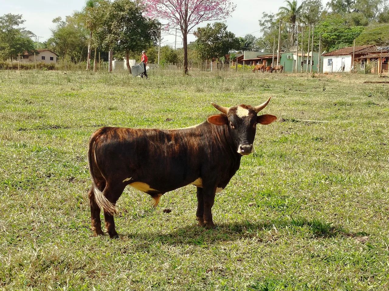 Mini touro mini vaca mini boi - Foto 2