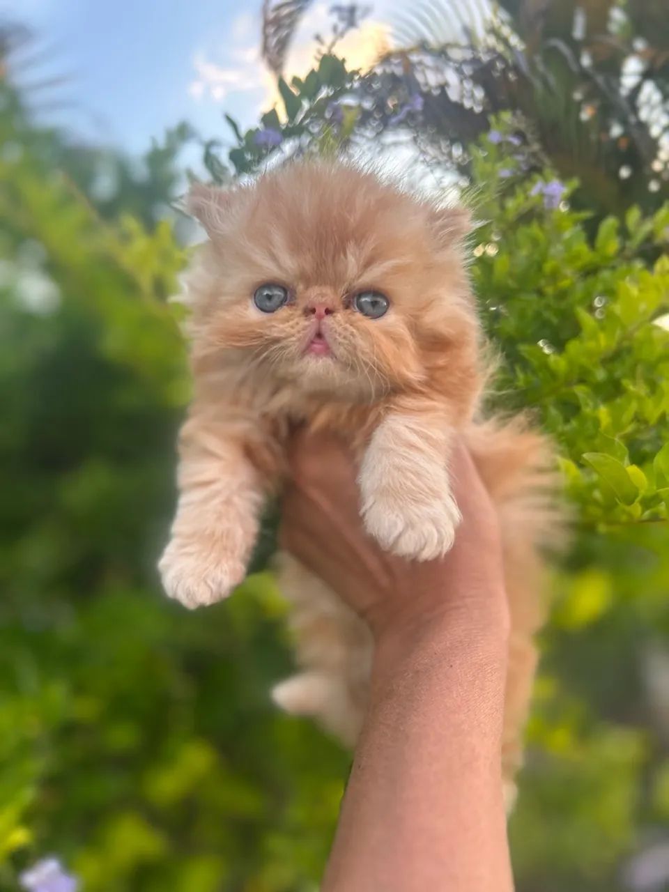 Gato persa - Foto 4