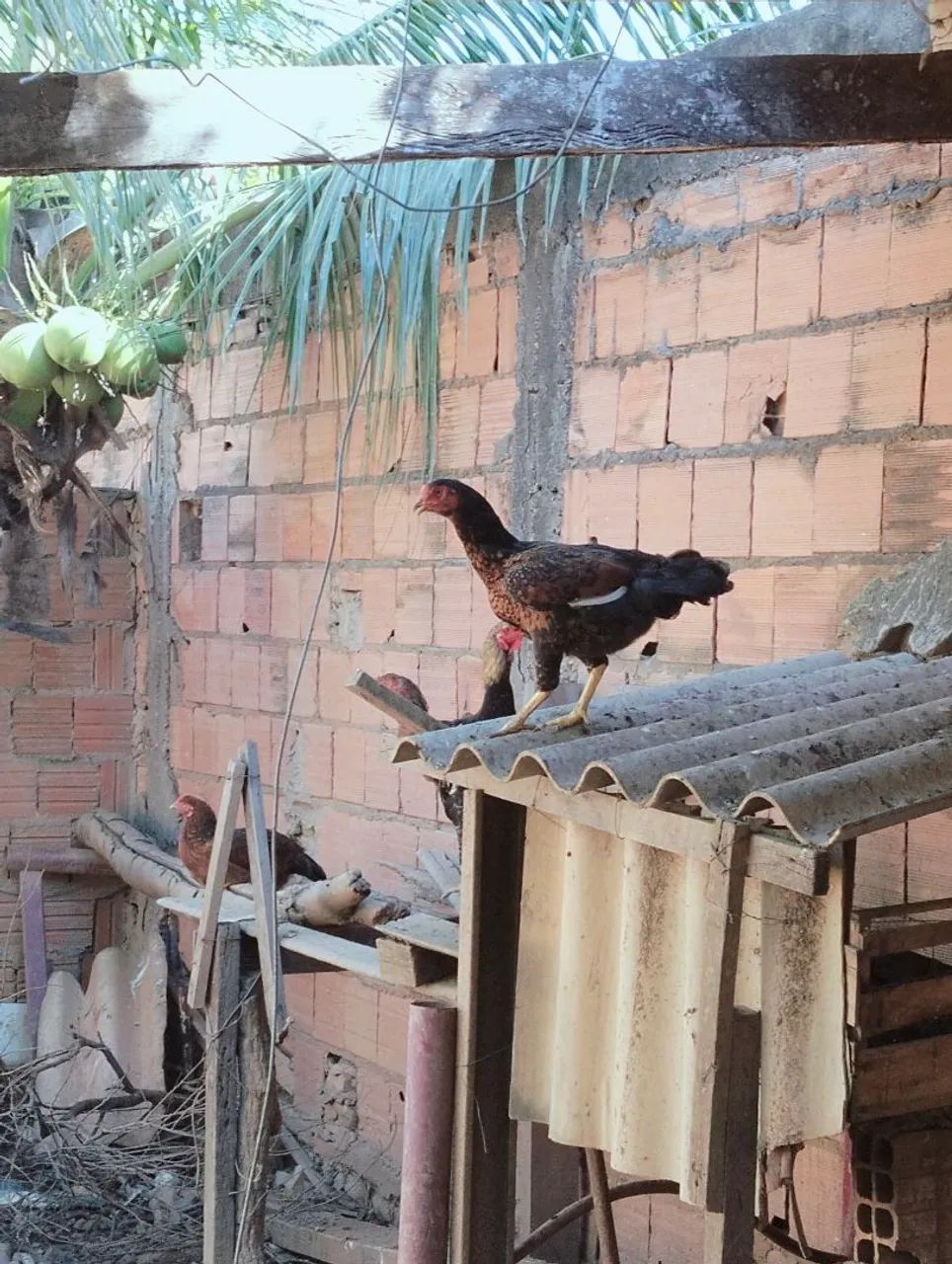 Vendo galinha é frango  - Foto 5