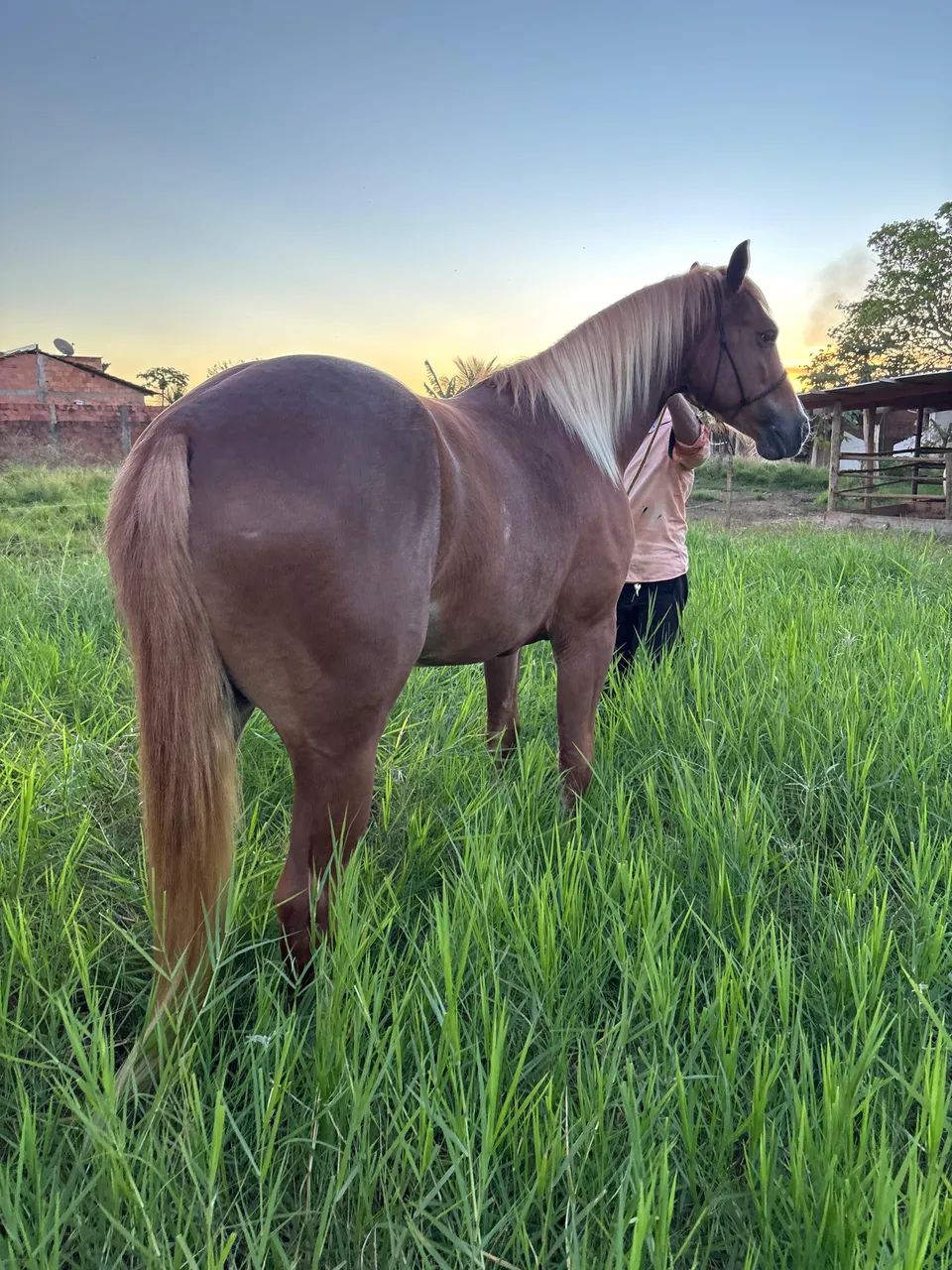 Cavalo Quarto de Milha Domado Sem RG - Foto 5