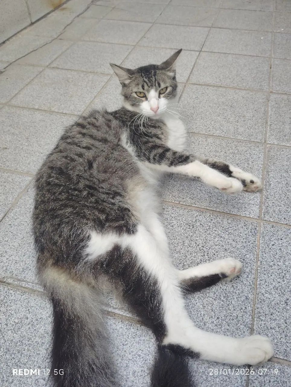 Gato vacinado e castrado doação - Foto 2