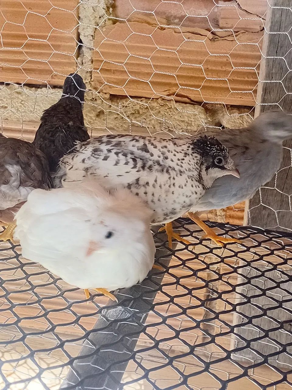 Ovos galados codorna chinesa  - Foto 4