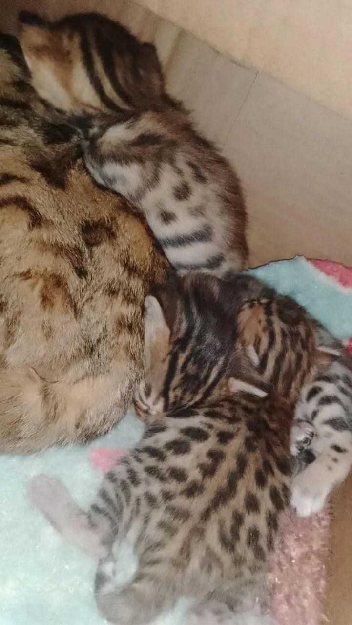Gato bengal  - Foto 2